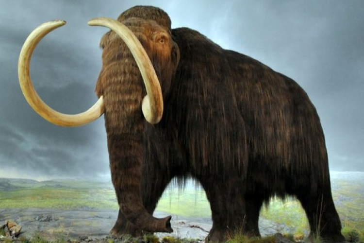 Kihalt mamut DNS-ét ültették be elefánt DNS-be