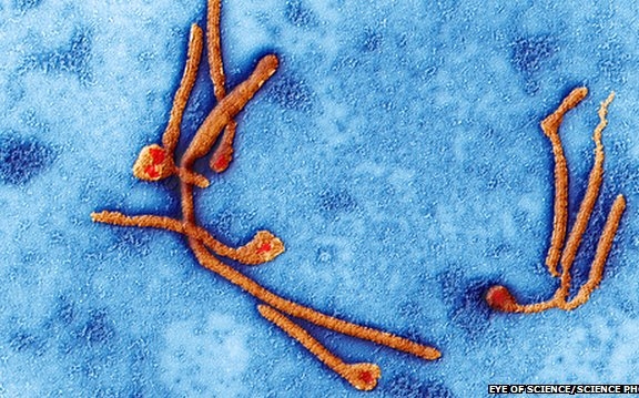 Majmoknál hatékony a kísérleti ebola elleni gyógyszer