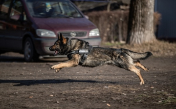 Szolgálati kiképzésre alkalmas kutyákat vásárol a rendőrség