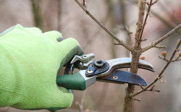 Önkéntes munka Osli szépítéséért