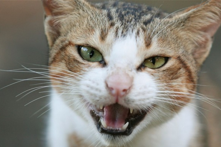 A világon először fertőzött meg macska embert tébécével