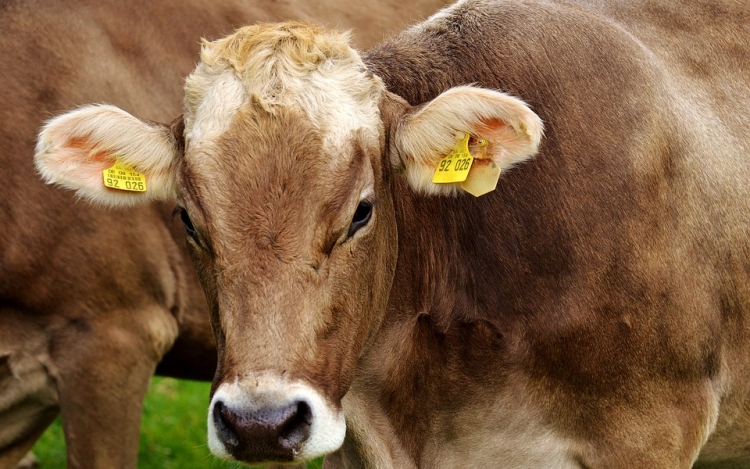Van lehetőség a szarvasmarhák metánkibocsátásának csökkentésére tudósok szerint