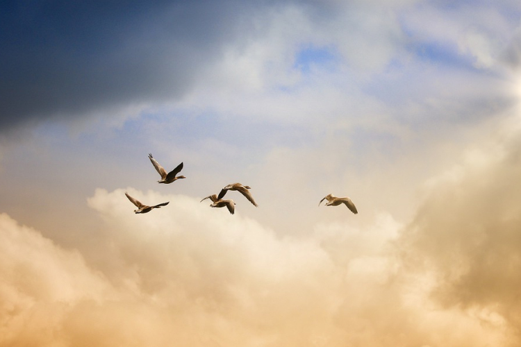 Kihalás fenyeget minden ötödik európai madárfajt