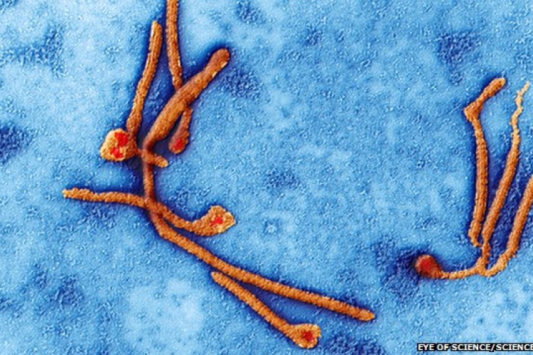 Majmoknál hatékony a kísérleti ebola elleni gyógyszer