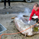 Sertést vágtak a Szany SE. labdarúgói