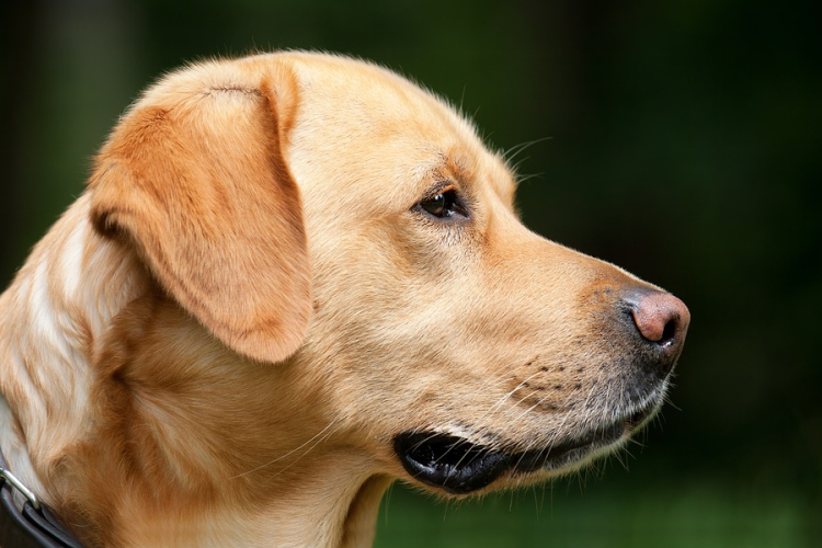 Eboltás Bágyogszováton