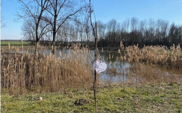 Tanösvénnyé bővül majd az óvoda fája