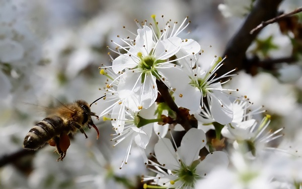 Méhek Napja Beledben