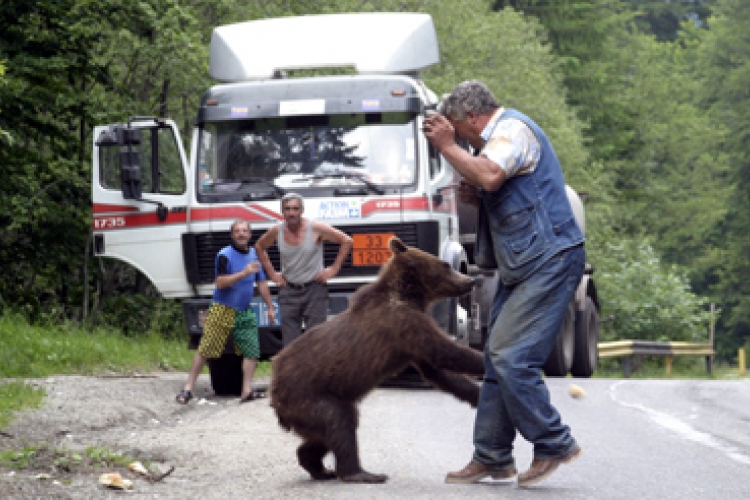 Megszabadítanák a medvéktől a székelyföldi Tusnádfürdőt