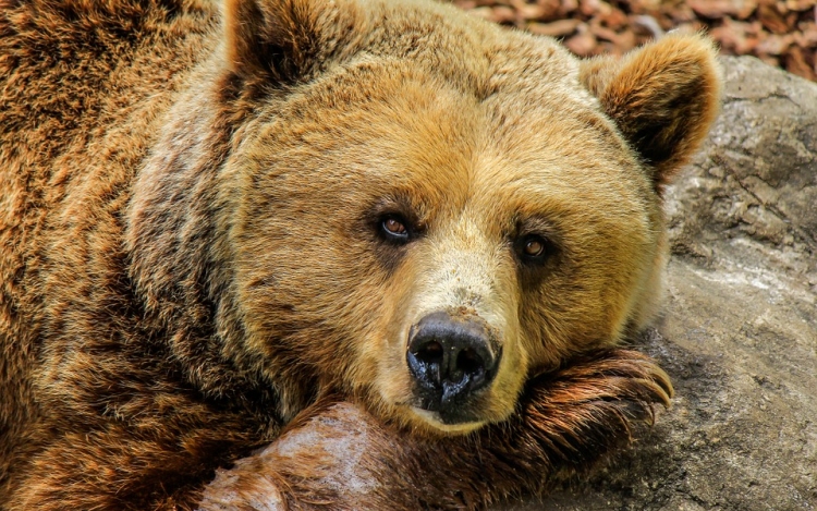 Medveprémet találtak egy autóban a záhonyi határállomáson