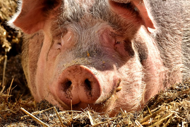 Hagyományőrző disznótor Ivánban