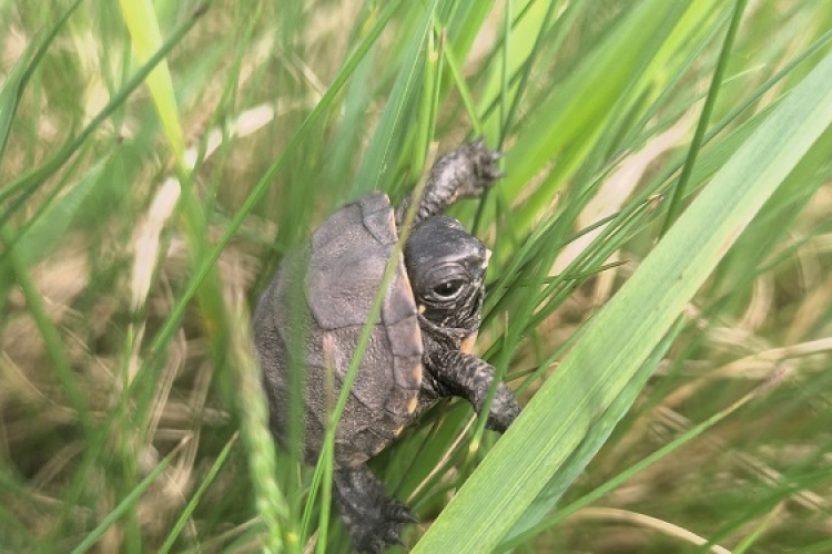 Megkezdődött a mocsári teknősök tojásrakási időszaka