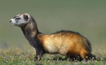 Az év természeti értékei