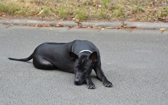 Gondot okoznak a kóborló kutyák Beledben