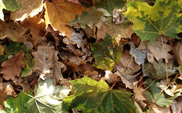 Őszi avargyűjtés Rábatamásiban
