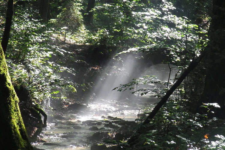 Május végén rendezik meg a természet- és környezetvédelmi filmnapokat