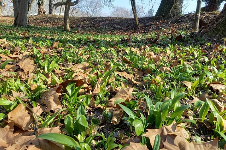 Medvehagymás napok Szanyban