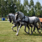 Árpási Fogathajtó Verseny