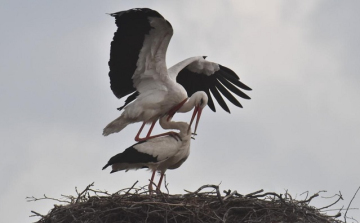 Újra Rábapatonán van az ország legöregebb gyűrűs gólyája