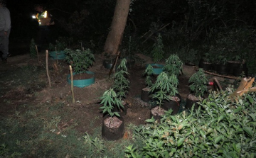 Kannabisz ültetvény a jobaházi kavicsbányató mellett