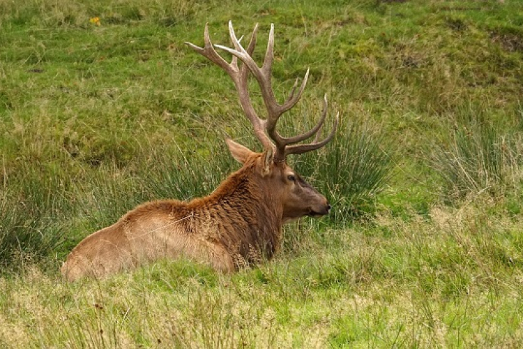 Erdőlátogatási korlátozást rendeltek el a szarvasbika vadászat idejére