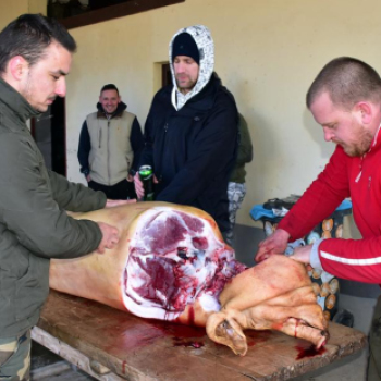 Sertést vágtak a Szany SE. labdarúgói