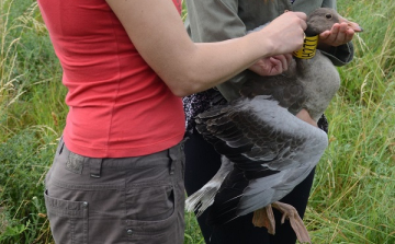Karácsonyi vadludak a Fertő mentén