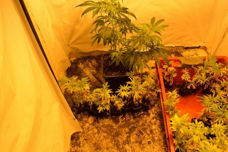 A rendőrség lezárta a vizsgálatot egy osztrák férfi ellen, aki Ivánban termesztett kábítószert