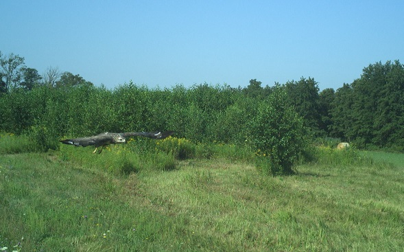 Ragadozó madár monitoring a rákosi vipera védelméért