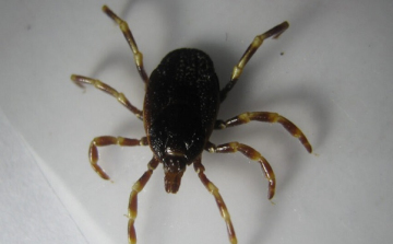 Új, veszélyes kullancsfajta terjedését segíti a klímaváltozás