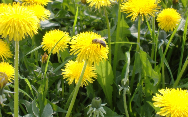 Nyílik a pitypang, abroncs lesz belőle 