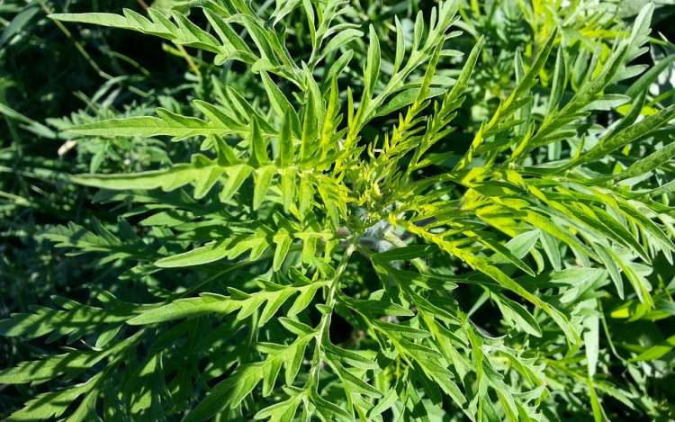 Megkezdődött a legjelentősebb allergén növény, a parlagfű viágzása