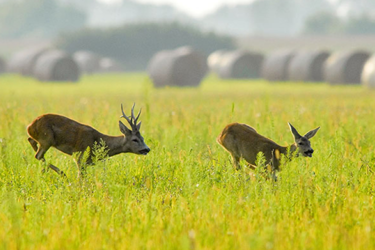 Figyeljünk az őzekre, mert ők nem fognak ránk!
