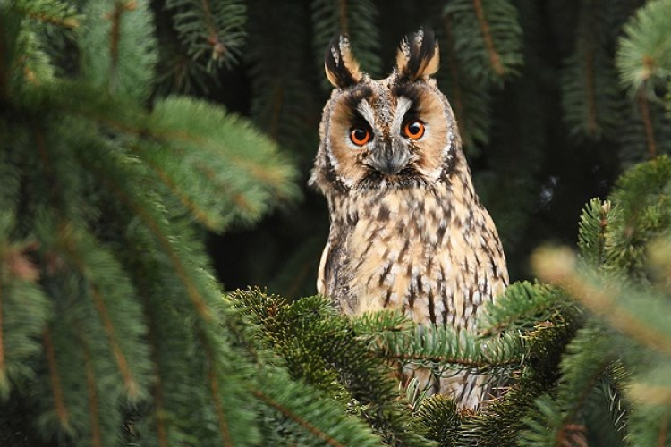 Erdei fülesbagoly felmérés