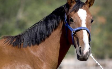 Módosulnak a lovas szolgáltatás előírásai