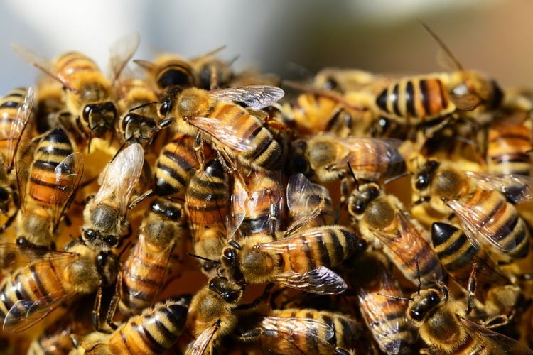Veszélyesek lehetnek a méhek és a darazsak