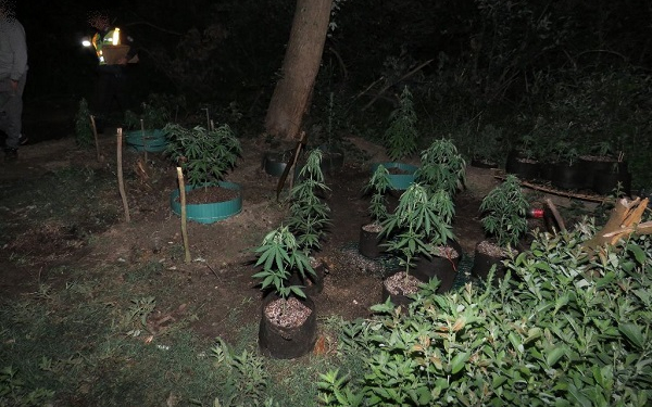 Kannabisz ültetvény a jobaházi kavicsbányató mellett