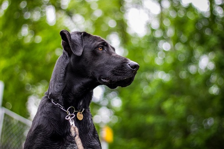 Eboltás Magyarkeresztúron