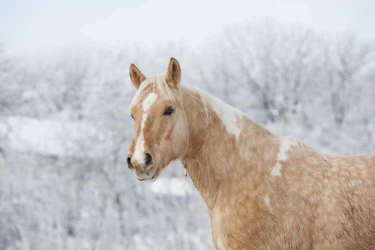 Energiában gazdag táplálékra van szükségük az állatoknak az extrém hidegben