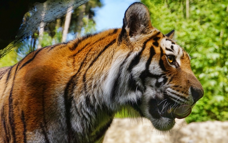 Lefoglaltak két tigrist, miután egyiküket egy mexikói város utcáin járkálva filmezték le