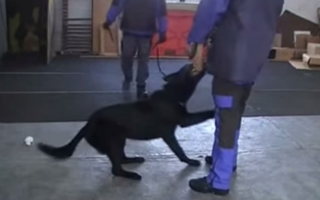 Szolgálati kutyákat vásárol a rendőrség