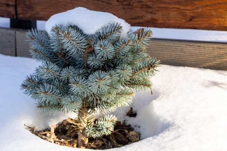 Februári teendők a kertben