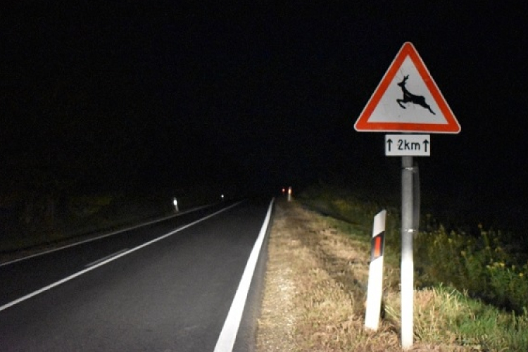 Belednél az M86-os autóúton ütött el egy autó egy kutyát