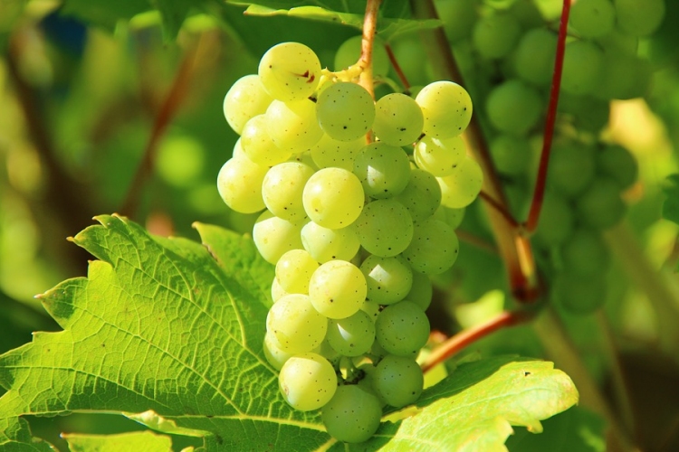Már a héten kezdődik a hőség miatt a szőlőszüret a korai fajtákkal 