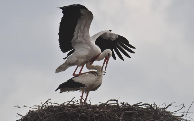 Újra Rábapatonán van az ország legöregebb gyűrűs gólyája