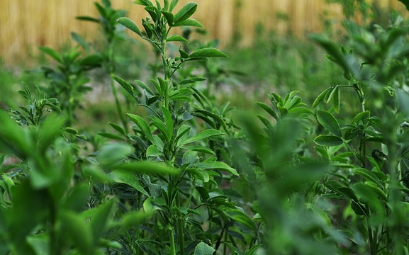Szárazságtűrő lucerna fajták választása: mire figyeljünk az aszályos évjáratokban