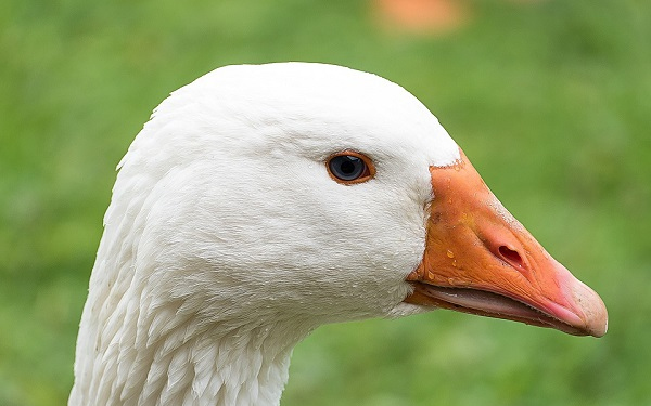 Kézműves árusok jelentkezését várják