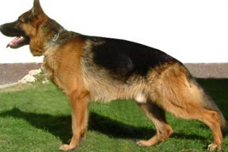 Tájékoztató ebösszeírásról