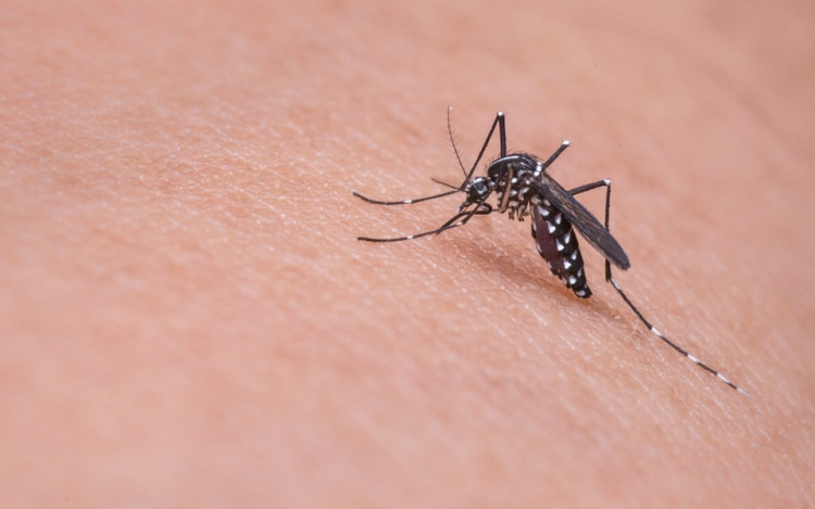 Folytatódik a szúnyoggyérítés országszerte