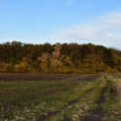 Ősz a szanyi Móricz erdőn (2021.11.04.)